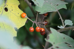 Solanum violaceum